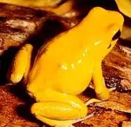 Top 10 animales venenosos