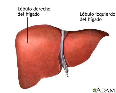 Histofisiología Hepática