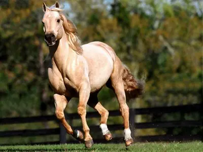 los 10 animales más caros del mundo!!!