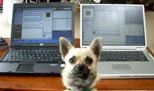 El perro ya no es el mejor amigo del hombre. Es el PC