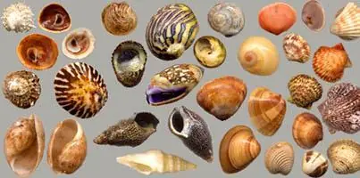 Ya aprendiste a mojar la nutria, esta noche moja conchas