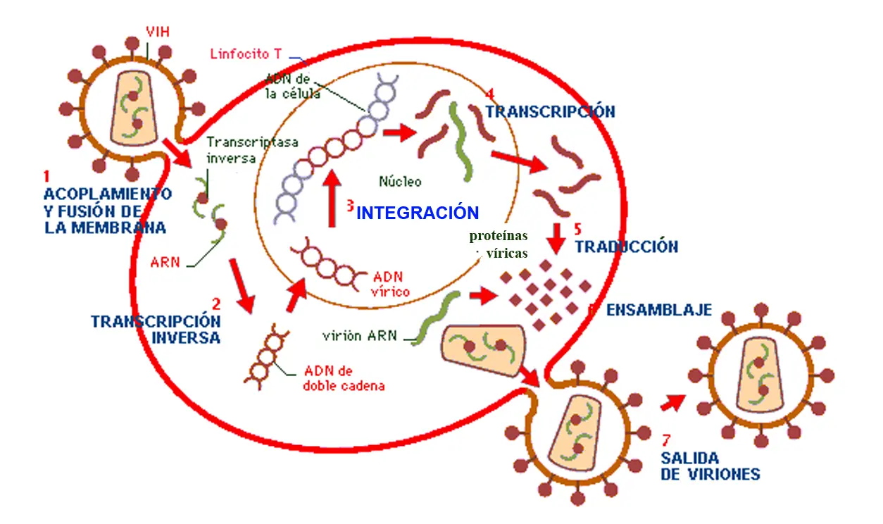 SIDA entras y salis informado