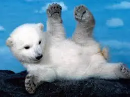 Animales