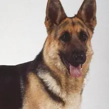 algunas razas de perros