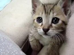 consejos para tus mascotas