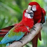mascotas