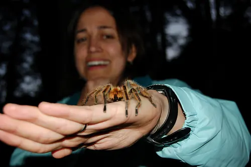 Aracnofobia (Síntomas, causas y posible cura)