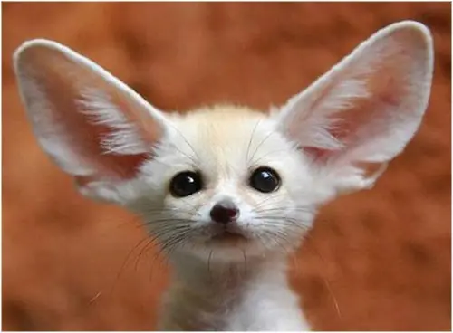 El fenec (Fennecus zerda)