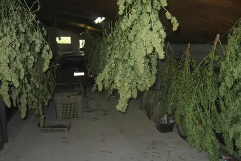 Tribunal de Argentina autoriza el cultivo de marihuana para