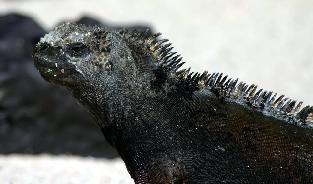 Amblyrhynchus cristatus