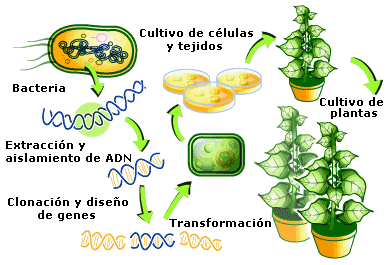 15 años de transgenicos: Beneficios ambientales y económic