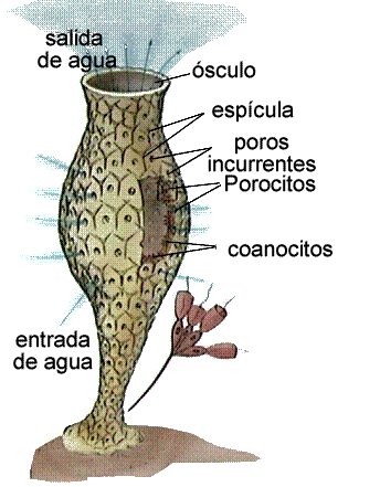 porifero, celenteros, nematelmintos, anelidos y platelmintos