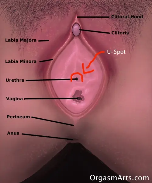 El Punto U, mucho mejor que el Punto G
