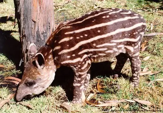 raros