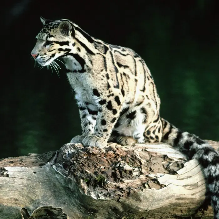 Perdio la guerra con el humano, extinguido el leopardo long.