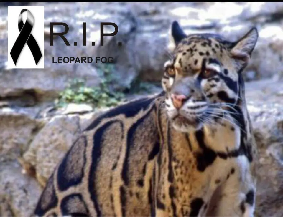 otro animal ala lista de extintos