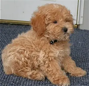 Las 10 Razas de Perros más Inteligentes