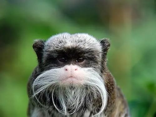 50 animales raros [Fotos + info]
