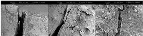 La bacteria que podria sustituir el cemento
