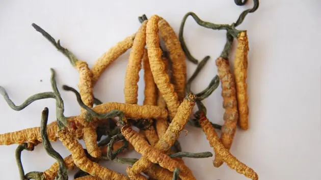La "Viagra del Himalaya" despuebla Nepal