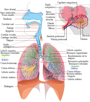 el sistema respiratorio - resumen