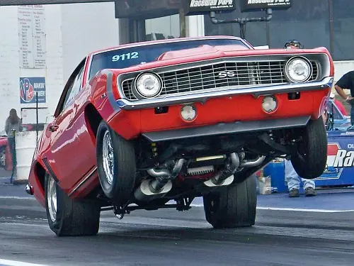 falcon
