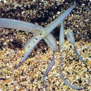 Para estudiantes de Ciencias: Phylum Chordata