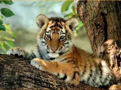 Salvemos a los Tigres de Bengala!
