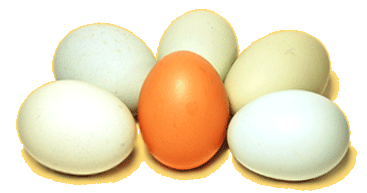 Distintas formas de cocinar Huevos