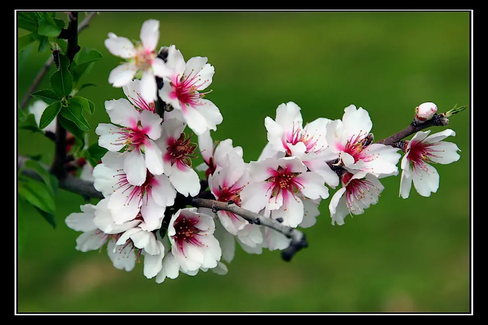 Feliz dia de la Primavera y del estudiante !!!