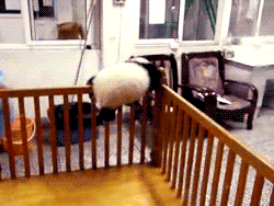 fotos