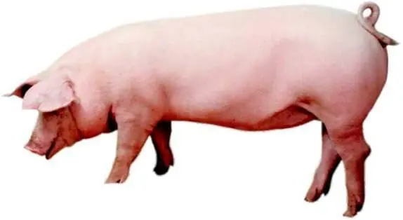 Datos curiosos de animales