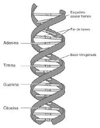 ADN HUmano es en gran parte extraterrestre, miren estos dato