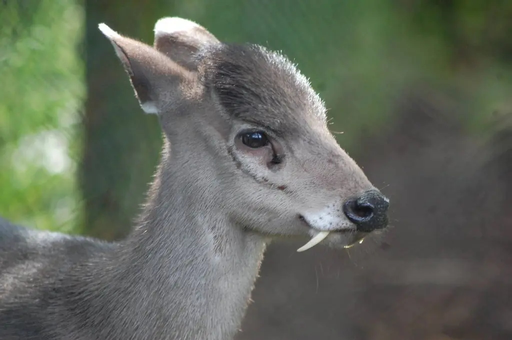 10 Animales que quizás no sabías que existían