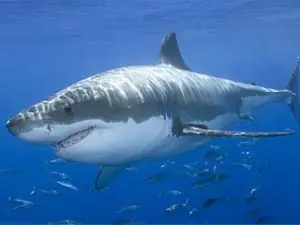 los tiburones y cocodrilos mas letales
