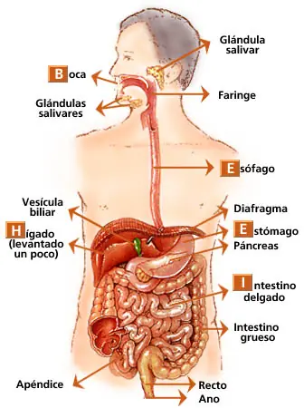 Sistemas respiratorio,digestivo,endocrino,nervioso,circulato