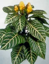 plantas de interior,balcon y terrazas