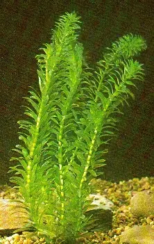 Elodea chilensis y Allim cepa, ver...!!!
