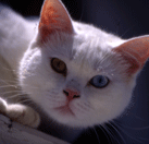 ¿Por qué hay gatos con ojos de dos colores?