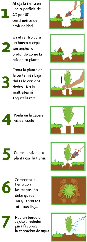 ¿Cómo plantar un arbol?