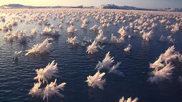 'Flores de hielo' antárticas revelarían origen de la vida