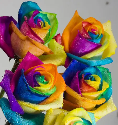 ¡la Rosa Mas Hermosa Del Mundo! La Rosa Arcoiris