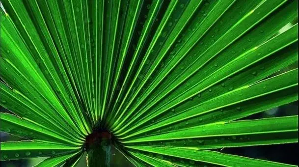 Una planta mejora la función sexual