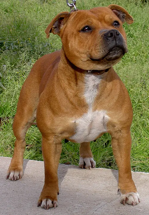 Top 10 razas de perro peligrosas