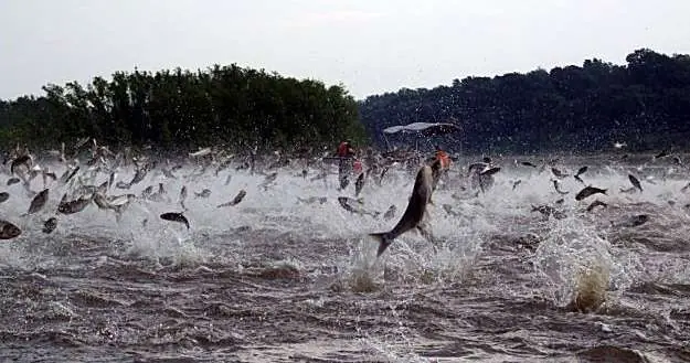 Invasion Asiatica en EEUU