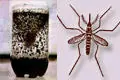 Solución casera muy economica para matar mosquitos (Dengue)