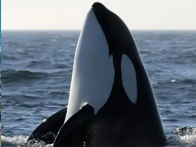 Ballenas en peligro de extinción