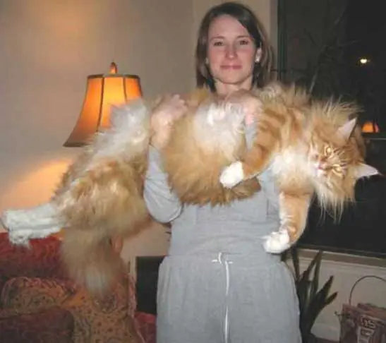 Gato mas grande todavía y animales que hablan