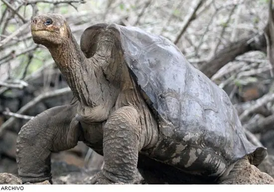 Hoy se extingue otra especie. una mas a la lista negra