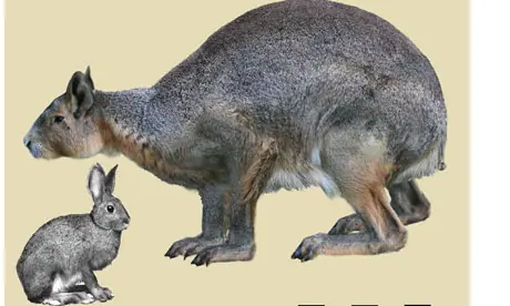 gigantopithecus